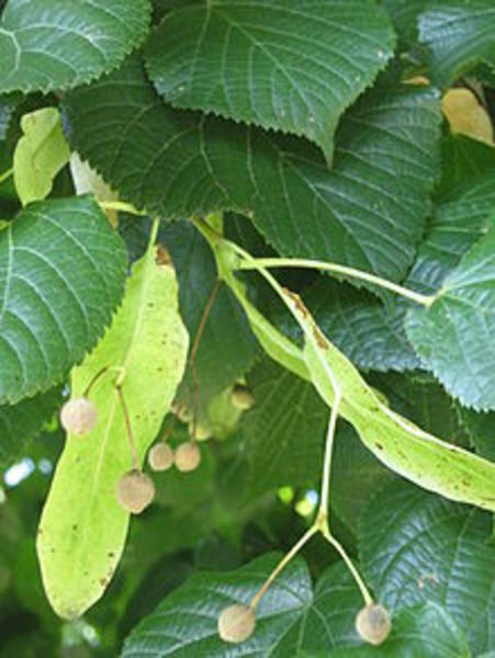 TILIA PLATYPHYLLOS
