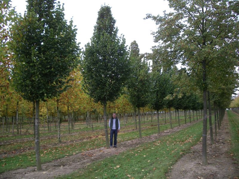TILIA PLATYPHYLLOS ÖREBRO