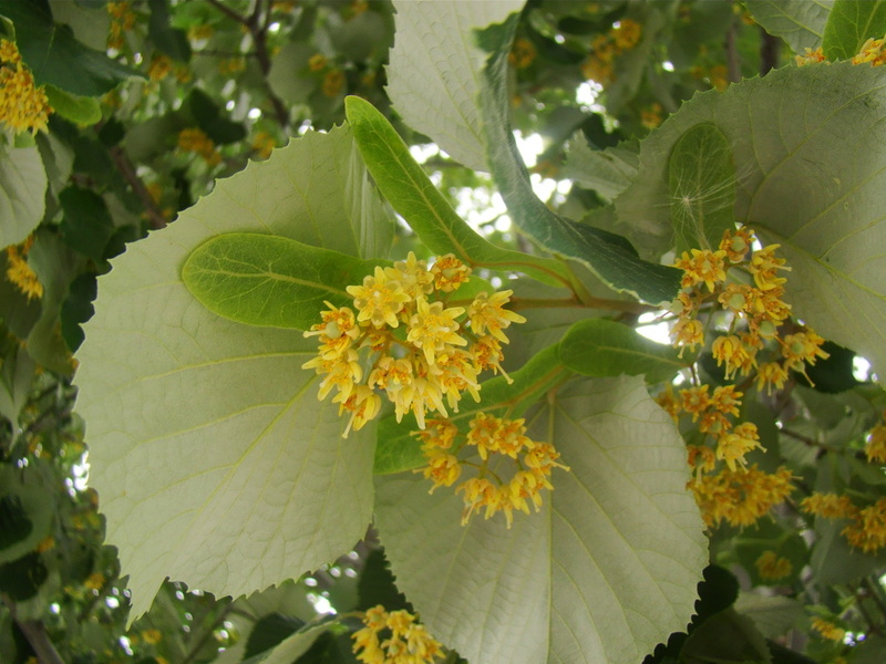 TILIA TOMENTOSA