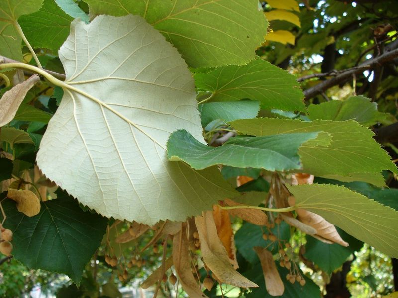 TILIA TOMENTOSA