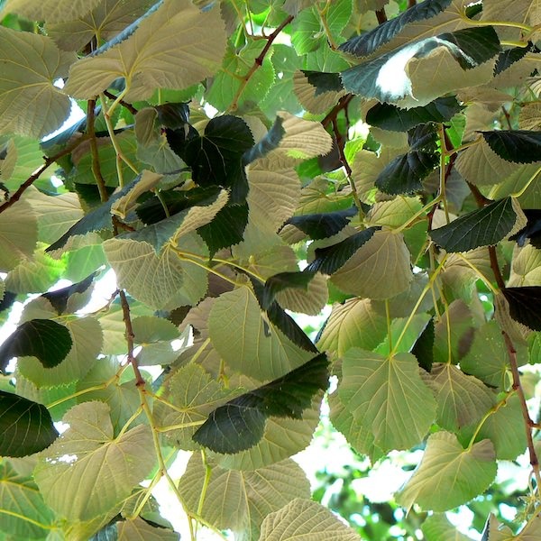 TILIA TOMENTOSA BRABANT