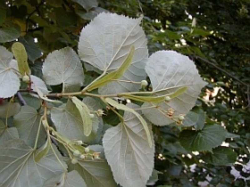 TILIA TOMENTOSA SZELESTE