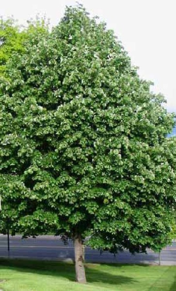 TILIA TOMENTOSA SZELESTE