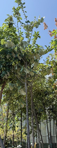 TILIA TOMENTOSA SZELESTE