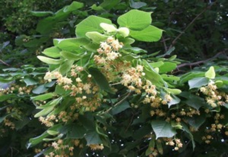 TILIA TOMENTOSA TERI
