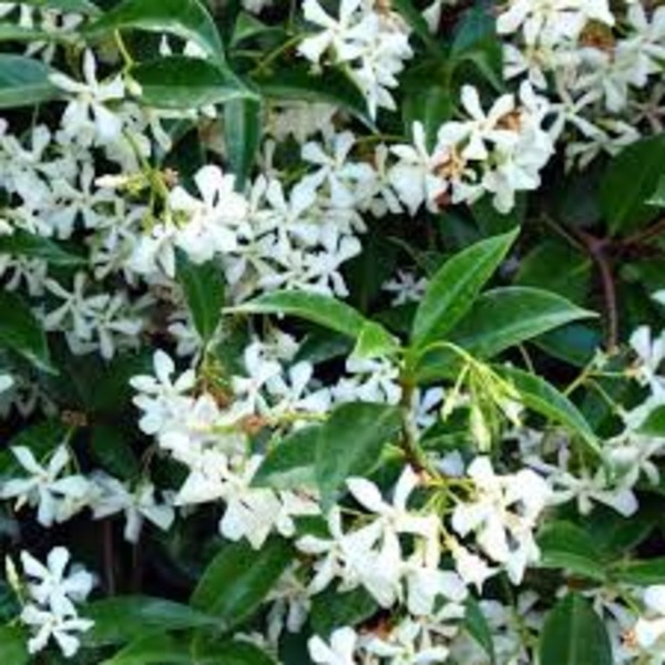 TRACHELOSPERMUM JASMINOIDES