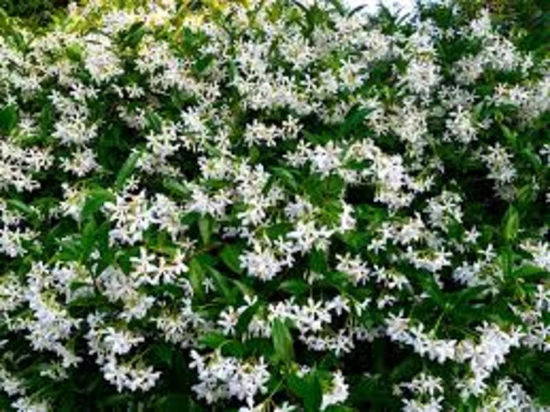 TRACHELOSPERMUM JASMINOIDES