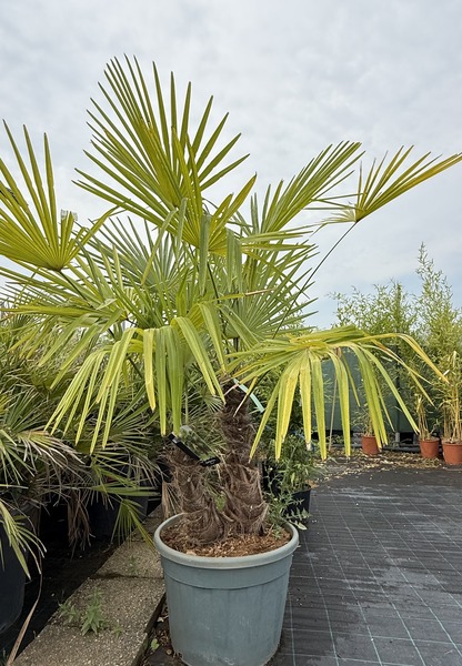 TRACHYCARPUS FORTUNEI
