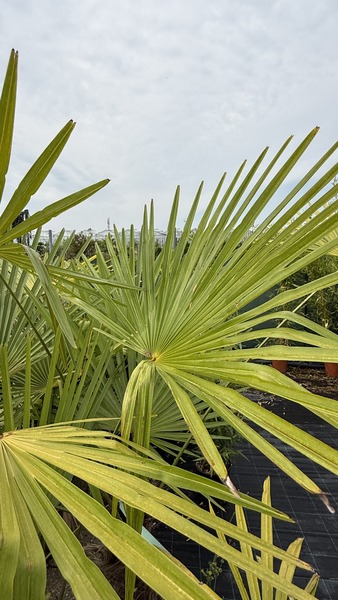 TRACHYCARPUS FORTUNEI