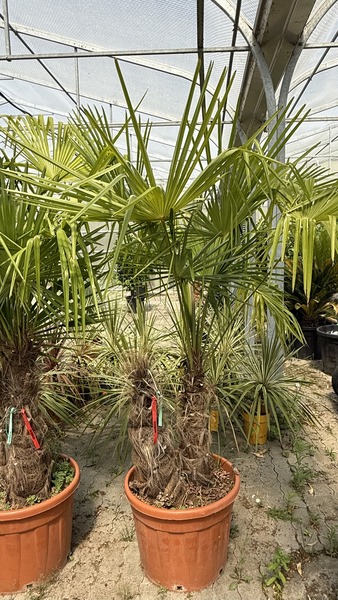 TRACHYCARPUS FORTUNEI