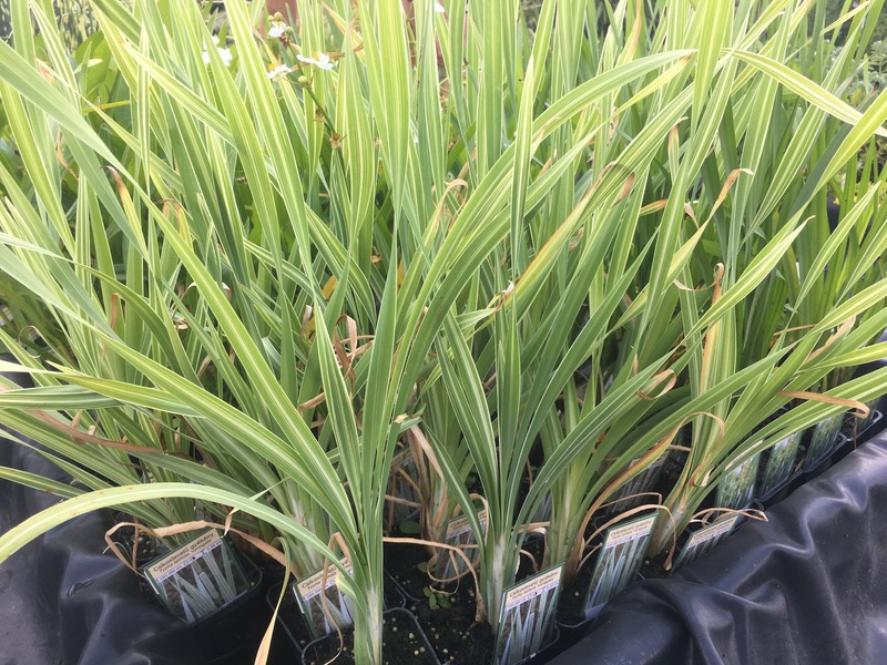 TYPHA LATIFOLIA VARIEGATA