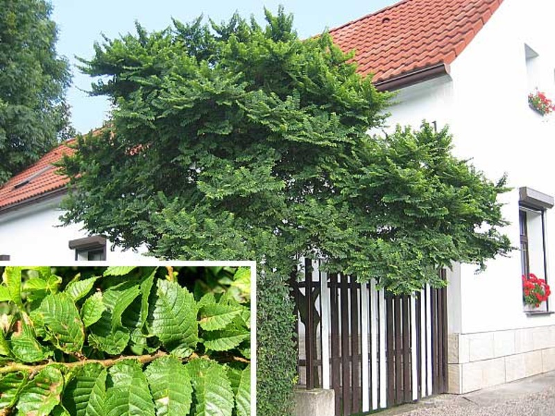 ULMUS ELEGANTISSIMA J. HILLIER
