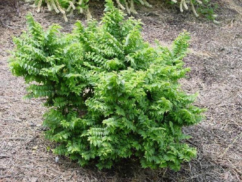 ULMUS ELEGANTISSIMA J. HILLIER