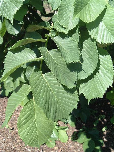 ULMUS GLABRA CAMPERDOWNII