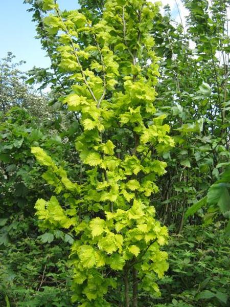 ULMUS HOLLANDICA DAMPIERII