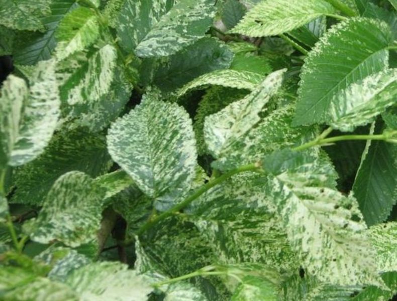 ULMUS HOLLANDICA VARIEGATA