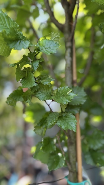ULMUS HOLLANDICA WREDEI