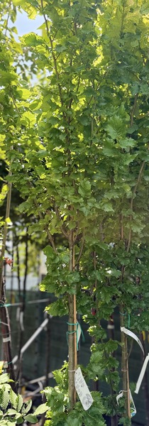 ULMUS HOLLANDICA WREDEI