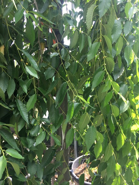 ULMUS MAURO