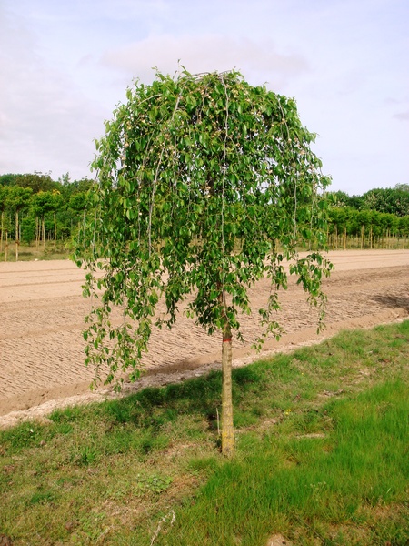 ULMUS MAURO