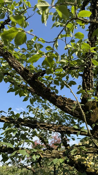 ULMUS MINOR SUBEROSA