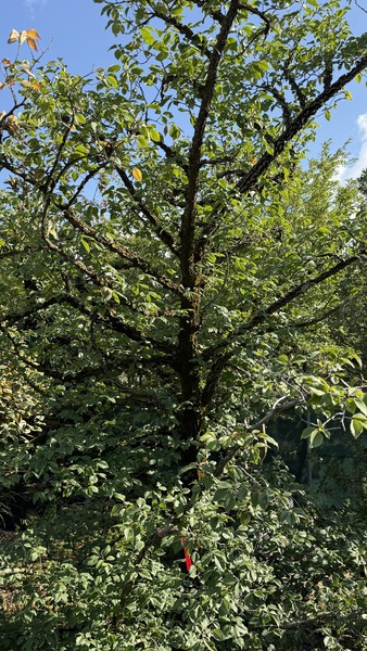ULMUS MINOR SUBEROSA