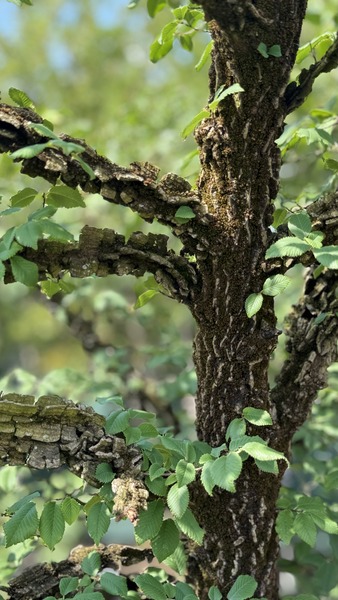 ULMUS MINOR SUBEROSA