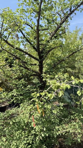 ULMUS MINOR SUBEROSA