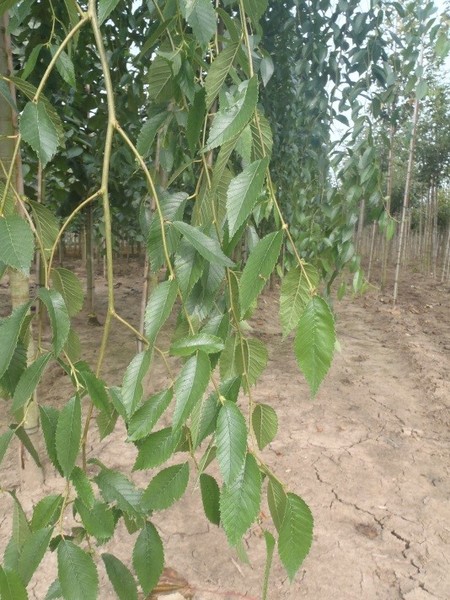 ULMUS MAURO