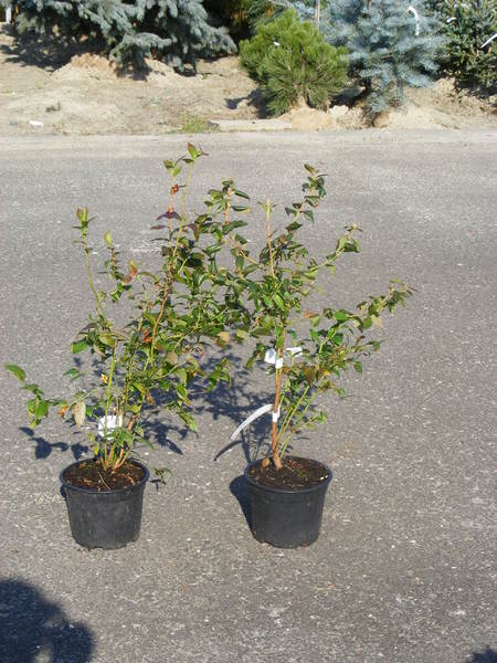 VACCINIUM CORYMBOSUM FAJTÁK