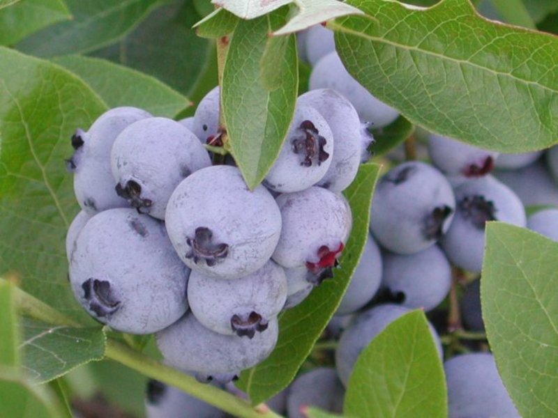 VACCINIUM CORYMBOSUM BLUE JAY
