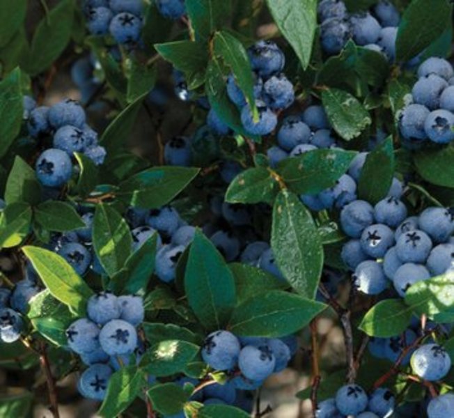 VACCINIUM CORYMBOSUM MIX