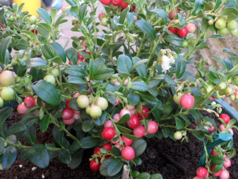 VACCINIUM VITIS-ID.MISS CHERRY