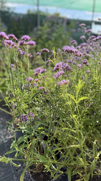 VERBENA BONARIENSIS