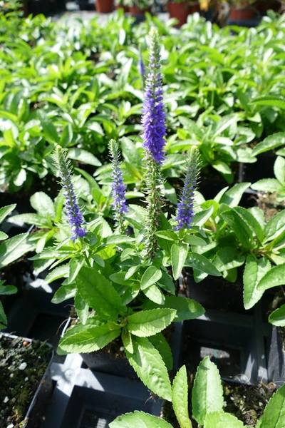 VERONICA SPICATA ULSTER DWARF