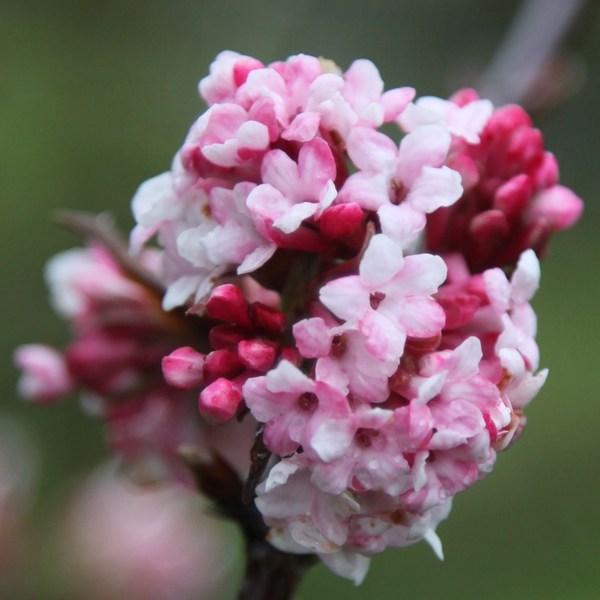 VIBURNUM BODNANTENSE