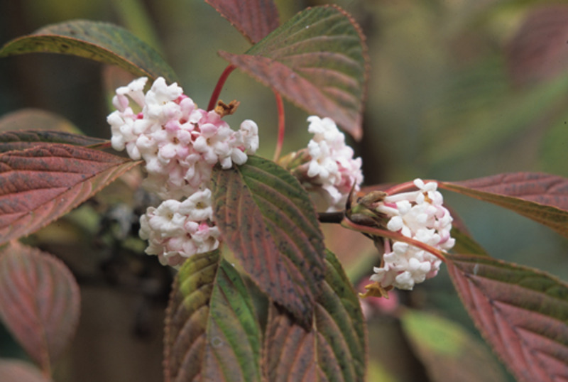 VIBURNUM BODNANTENSE