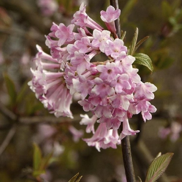 VIBURNUM BODNANTENSE