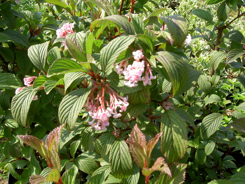 VIBURNUM BODNANTENSE DAWN