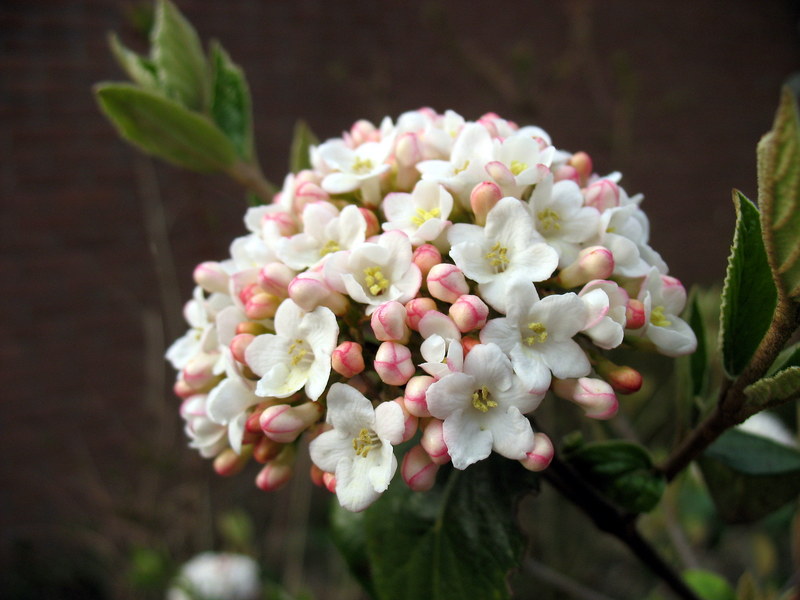 VIBURNUM BURKWOODII