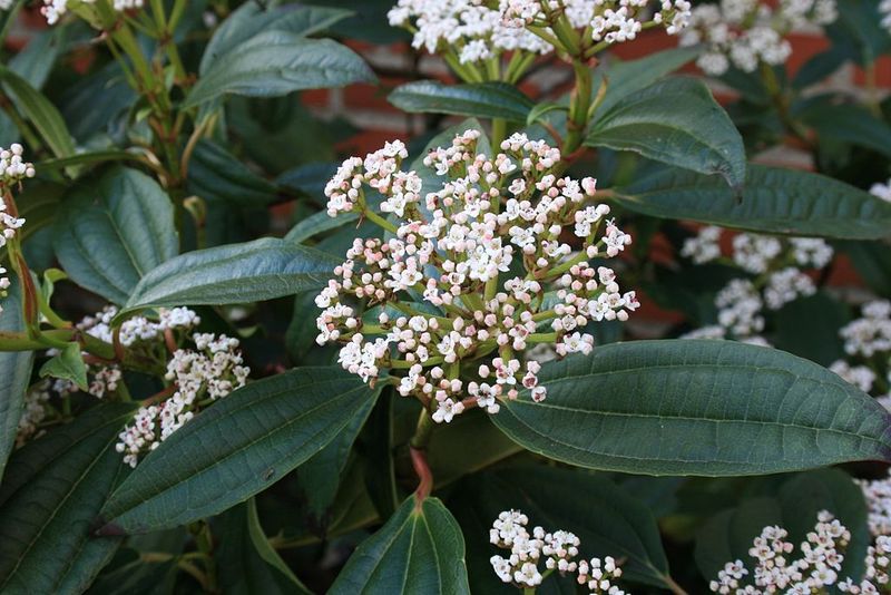 VIBURNUM DAVIDII