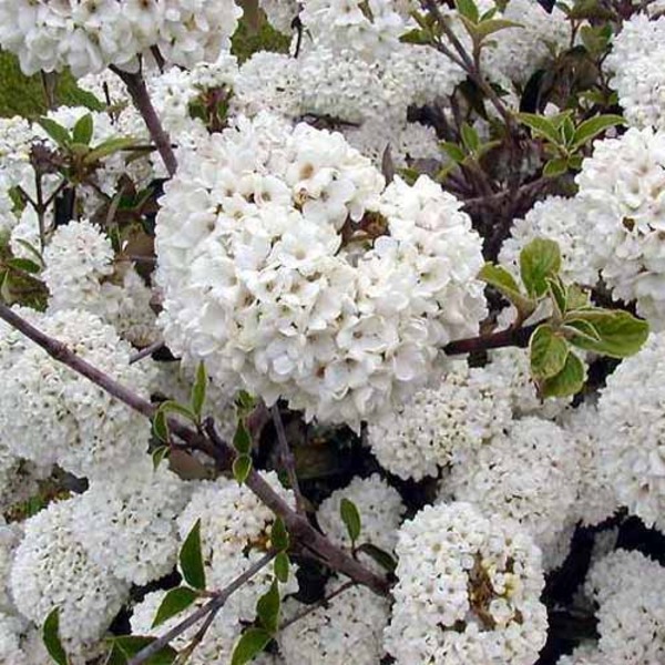 VIBURNUM ESKIMO