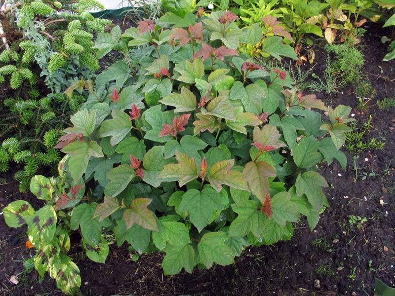 VIBURNUM OPULUS COMPACTUM