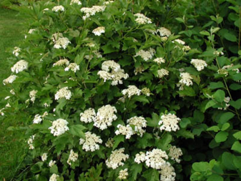 VIBURNUM OPULUS COMPACTUM
