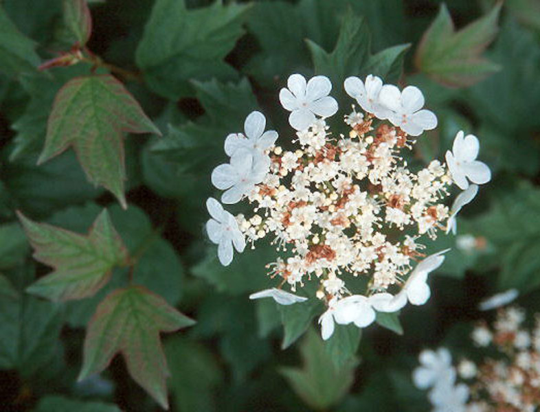 VIBURNUM OPULUS NANUM