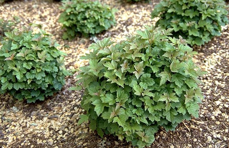 VIBURNUM OPULUS NANUM