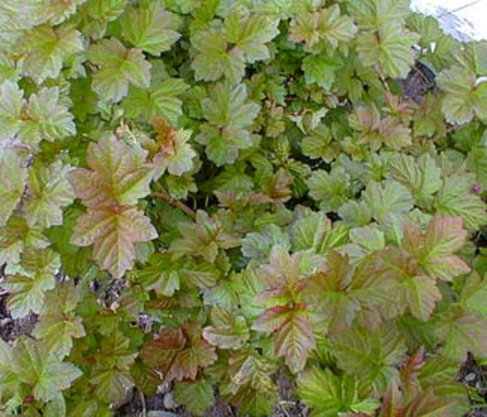 VIBURNUM OPULUS NANUM