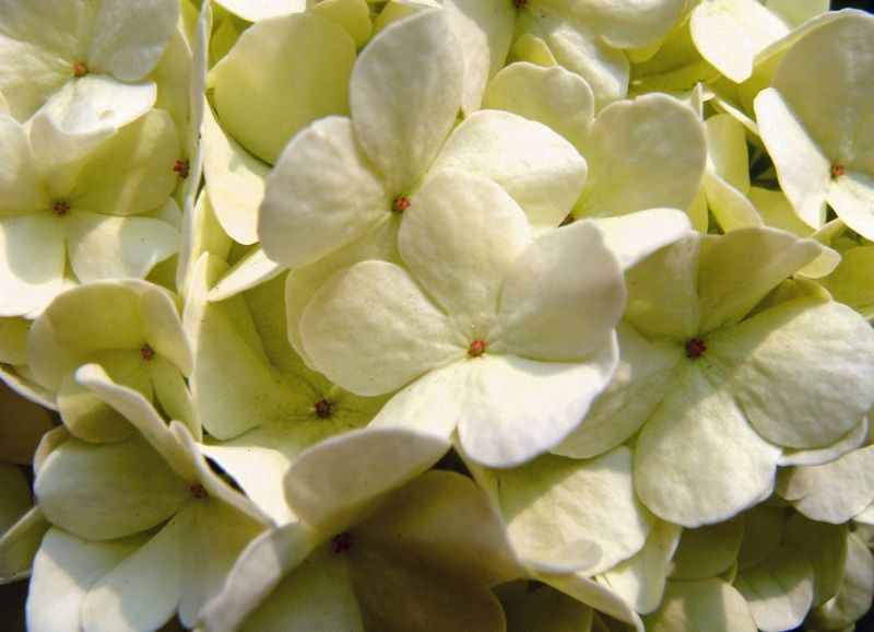 VIBURNUM OPULUS ROSEUM