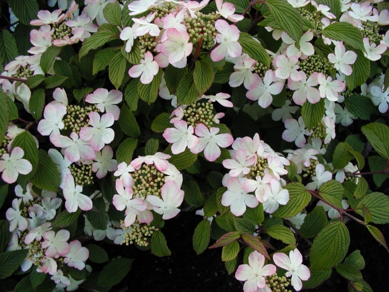 VIBURNUM PLICATUM PINK BEAUTY