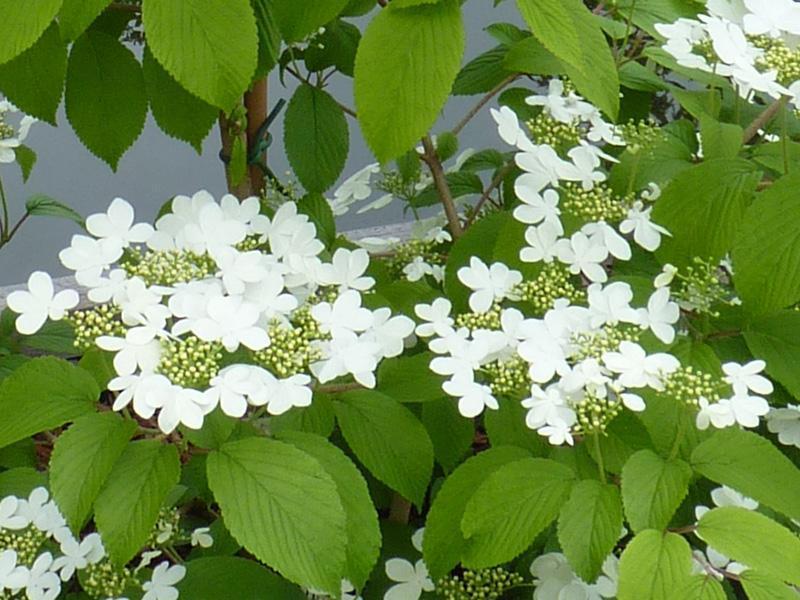 VIBURNUM PLIC. KILIMANDJARO